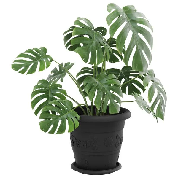 vidaXL Pots de plantes 6 pc Noir Ø 26 x 21.5 cm Plastique
