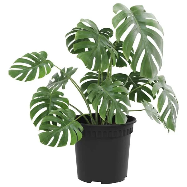 vidaXL Pot à fleurs rond 6 pc Noir Ø 15 x 12 cm Plastique
